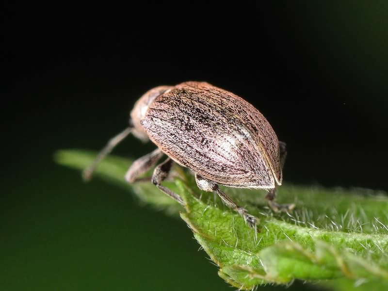 Phyllobius pyri (Linnaeus, 1758)